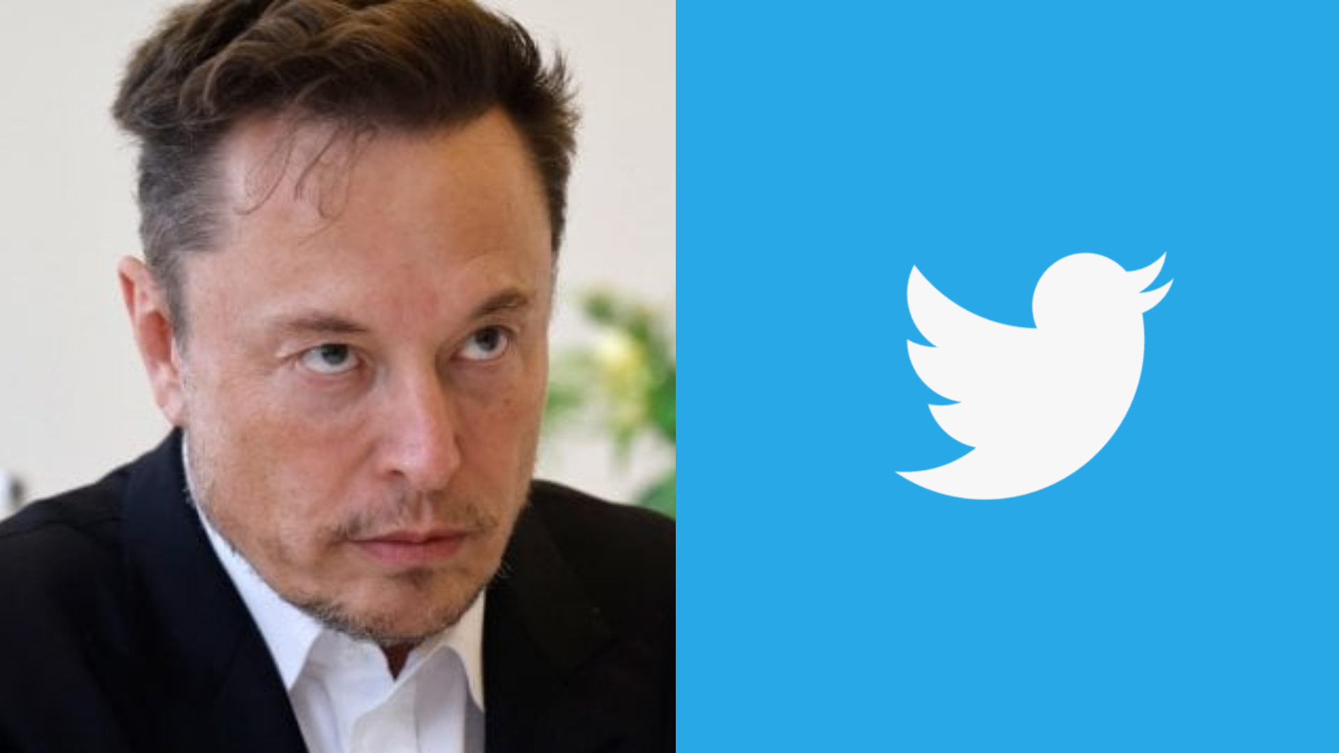 elon musk twitter