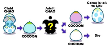 chao lifecycle